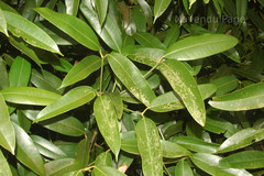 Poeciloneuron indicum